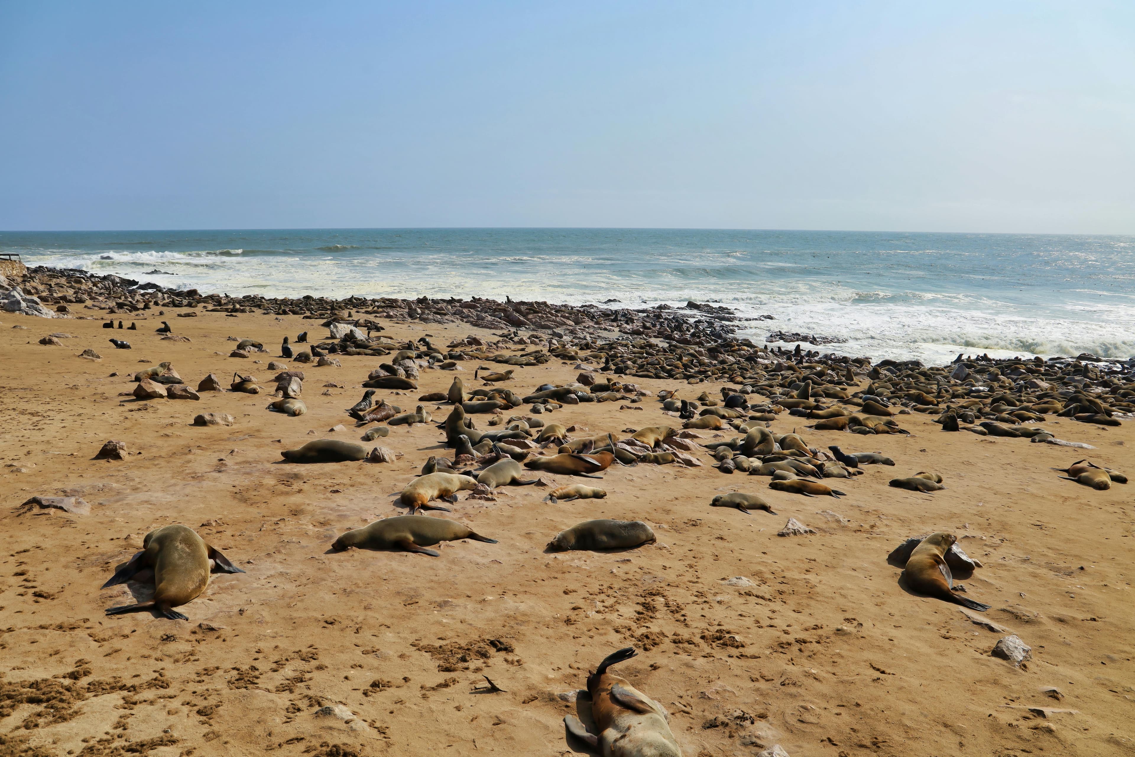 Unforgettable Safaris, Endless Horizons