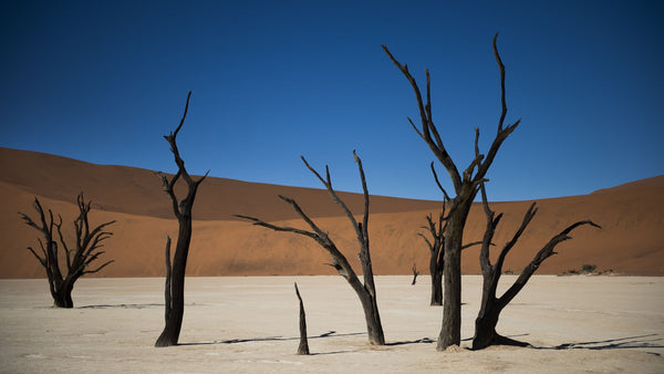 The Ultimate Guide to Sossusvlei: Namibia’s Red Dunes
